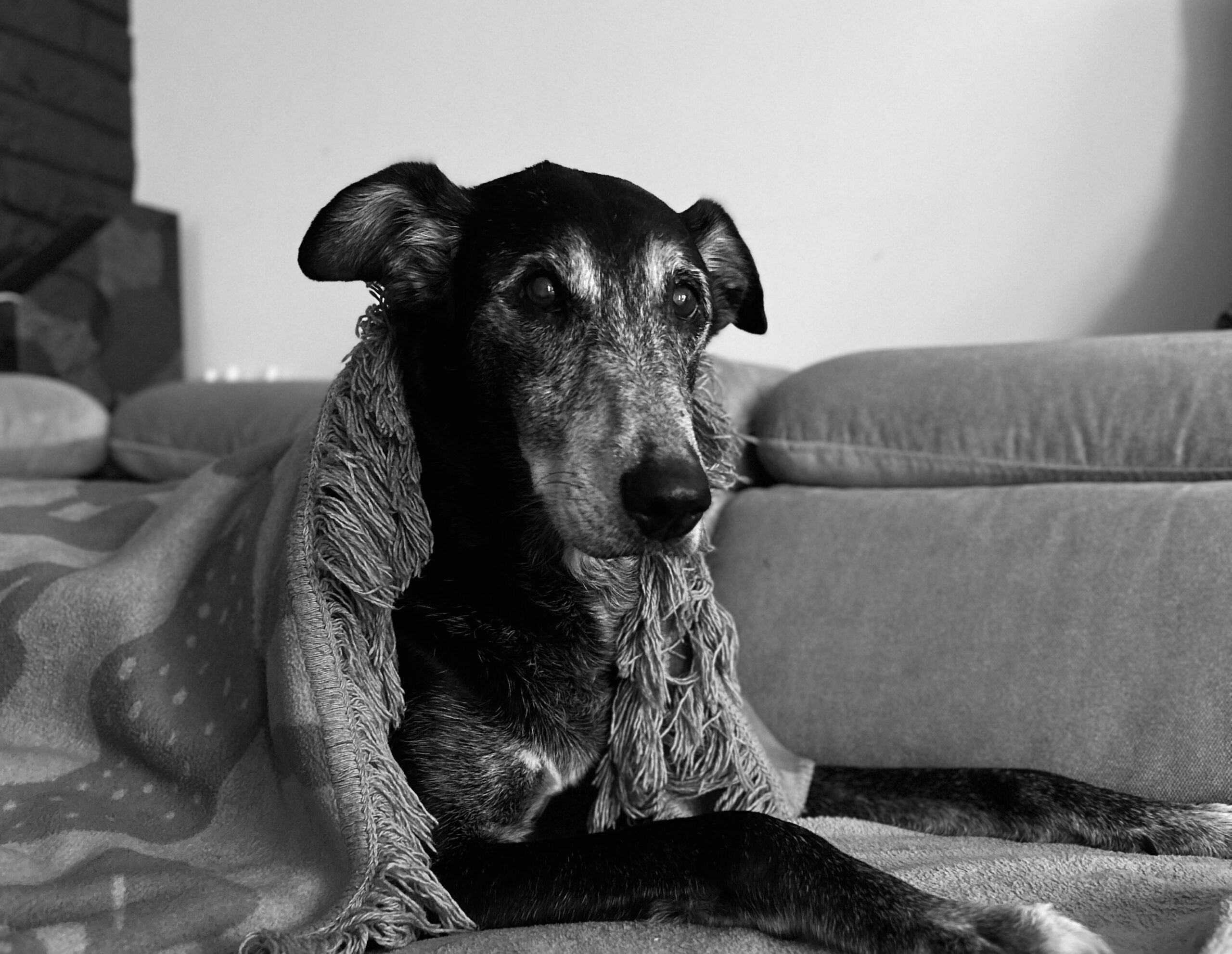 Jak żyć, gdy odchodzi ukochany pies?