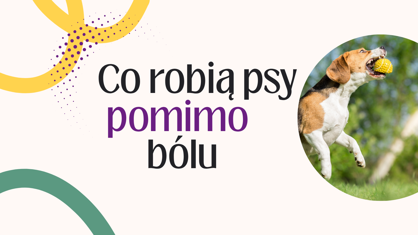 Co robią psy pomimo bólu