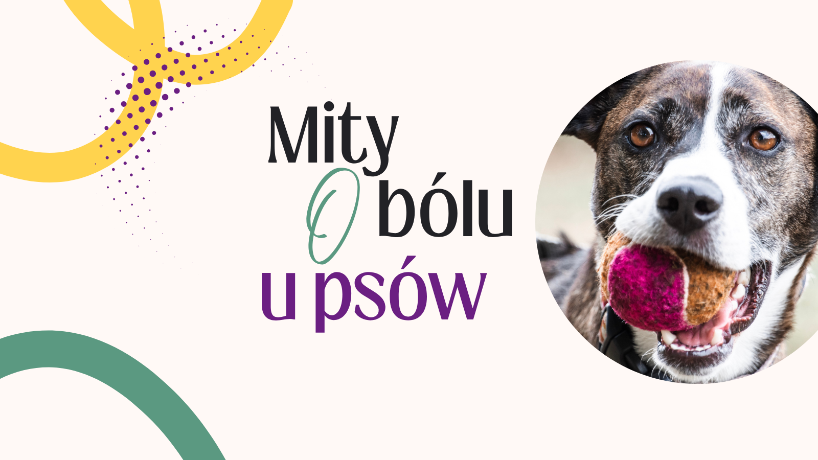 Mity o bólu u psów